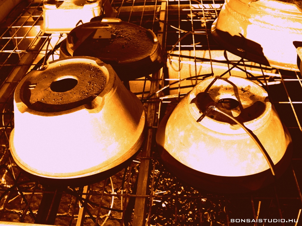 exclusive bonsaiok top quality bonsai es high quality bonsai a marczika bonsai kerteszet kinalatabol minosegi kulonleges bonsai fak vasarlasi lehetosege